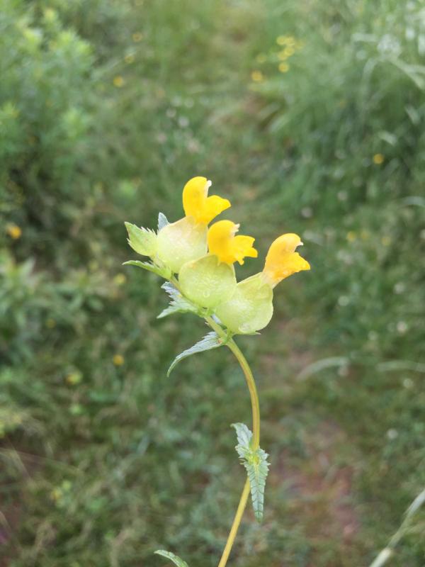 Yellow rattle deals